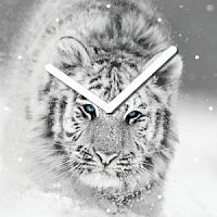 Innova Часы W09660 "Белый тигр", квадратные, стекло, размер 30*30 см (10/120)